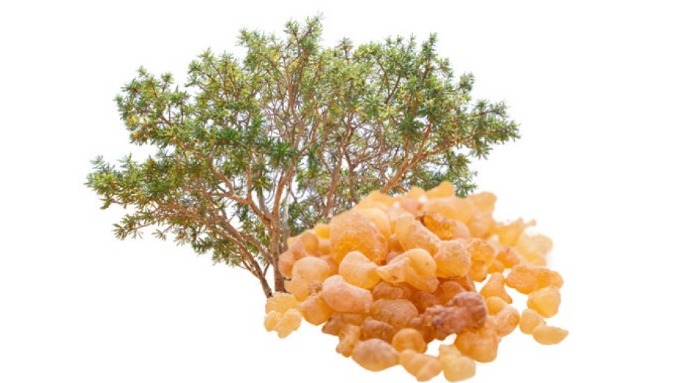 Boswellia